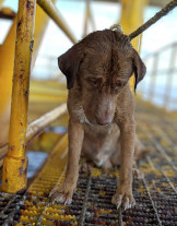 Cachorro foi resgatado no mar