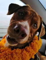 Cachorro foi resgatado no mar