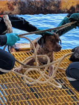 Cachorro foi resgatado no mar