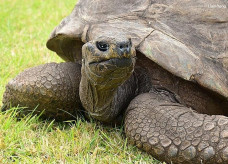 Jonathan a tartaruga retratada em fevereiro de 2019