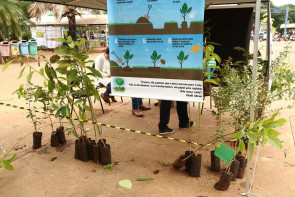 Imam prepara ação para o Dia da Árvore