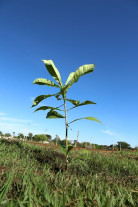 Imam prepara ação para o Dia da Árvore