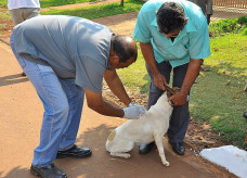 Campanha de vacinação de cães e gatos avança por todos os bairros e zona rural de Dourados