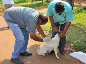 Campanha de vacinação de cães e gatos avança por todos os bairros e zona rural de Dourados