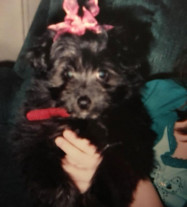 Mulher adota cão idoso e descobre que o cachorro a pertenceu na infância