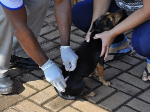 Cães e gatos com idade a partir de quatro meses devem ser vacinados contra a raiva