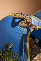 Inspirada em acampamento, mãe surpreende filho com festa de aniversário