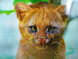 Moça adota puma pensando que era um gato