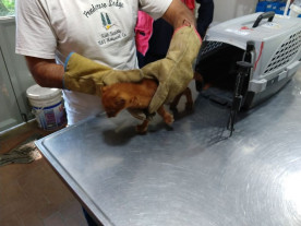 Moça adota puma pensando que era um gato