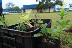Prefeitura vai plantar 3 mil mudas de  Guavira nos parques públicos de Dourados
