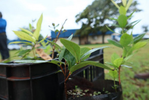 Prefeitura vai plantar 3 mil mudas de  Guavira nos parques públicos de Dourados