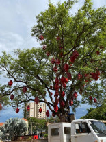 Natal para Todos será aberto  oficialmente no domingo, 8