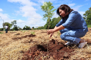 Plantio de 1700 árvores garante a preservação  de área de proteção ambiental em Dourados