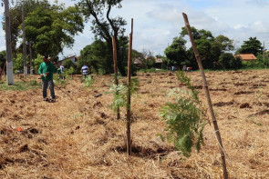 Plantio de 1700 árvores garante a preservação  de área de proteção ambiental em Dourados