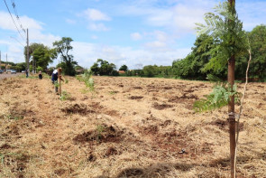 Plantio de 1700 árvores garante a preservação  de área de proteção ambiental em Dourados