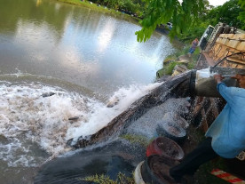 Prefeitura de Dourados intensifica parceria  com piscicultores para ampliar a produção