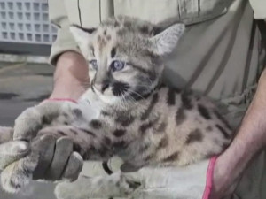 Suçuarana macho achado em Catalão