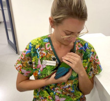 Uma veterinária fez asas a um papagaio, mutilado
