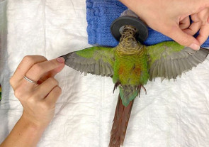 Uma veterinária fez asas a um papagaio, mutilado