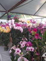 Feira de Flores expõe diversas espécies  de plantas na Praça Antônio João