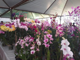 Feira de Flores expõe diversas espécies  de plantas na Praça Antônio João
