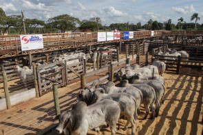 Sindicato Rural de Dourados anuncia adiamento da 56ª Expoagro
