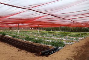 Sindicato Rural de Dourados anuncia adiamento da 56ª Expoagro