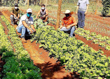 Produção de hortaliças tem acompanhamento técnico nas escolas da zona rural de Dourados