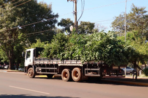 Prefeitura de Dourados adquire novos equipamentos para a poda de árvores
