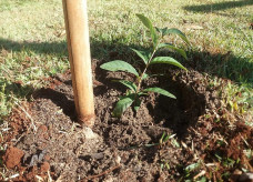 Projeto está plantando mudas de guaviras, fruta típica do cerrado, em praças e parques públicos de Dourados