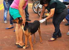 Centro de Controle de Zoonoses de Dourados continua com a campanha de vacinação de cães e gatos