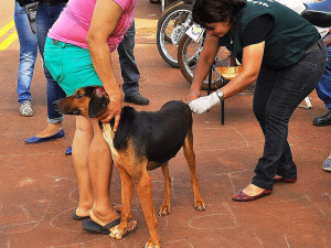 Centro de Controle de Zoonoses de Dourados continua com a campanha de vacinação de cães e gatos
