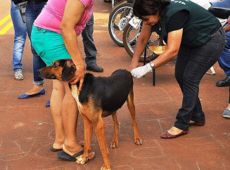 Centro de Controle de Zoonoses de Dourados continua com a campanha de vacinação de cães e gatos