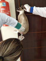 Vacinação antirrábica "casa a casa" segue  em Dourados e sábado tem ponto fixo