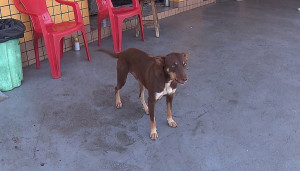 Marrom, como é conhecido o animal, mora na rua e costuma ficar próximo do local onde encontrou a carteira, em Londrina