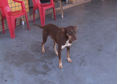 Marrom, como é conhecido o animal, mora na rua e costuma ficar próximo do local onde encontrou a carteira, em Londrina