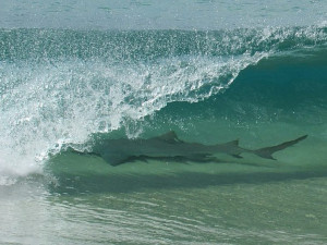 Tubarão foi registrado em tubo na Cacimba do Padre