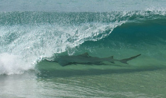 Tubarão foi registrado em tubo na Cacimba do Padre