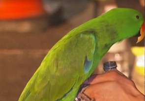 Um homem sobreviveu a um incêndio graças ao seu papagaio de estimação