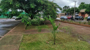 Prefeitura faz poda de emergência e limpeza na área central
