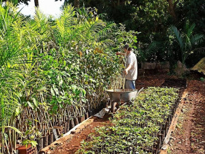 Produção de mudas que serão doadas pelo IMAM em Dourados