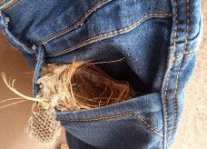 Ninho no bolso de short jeans no varal surpreendeu a família que pretende manter a peça no local