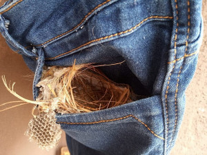 Ninho no bolso de short jeans no varal surpreendeu a família que pretende manter a peça no local