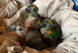 REGIÃO Filhotes de papagaio que caíram do ninho após ventania são resgatados 18 outubro 2021 - 16h07Por Redação  Aves serão reintroduzidas à natureza - Crédito: Divulgação PMMS