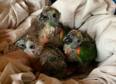 REGIÃO Filhotes de papagaio que caíram do ninho após ventania são resgatados 18 outubro 2021 - 16h07Por Redação  Aves serão reintroduzidas à natureza - Crédito: Divulgação PMMS