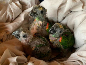 REGIÃO Filhotes de papagaio que caíram do ninho após ventania são resgatados 18 outubro 2021 - 16h07Por Redação  Aves serão reintroduzidas à natureza - Crédito: Divulgação PMMS