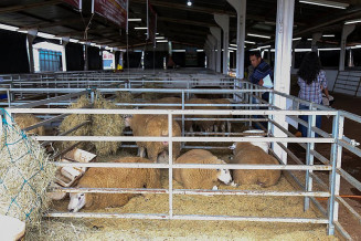 As principais tendências sobre ovinocultura serão apresentados durante a Expoagro