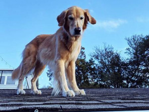 Huckleberry no telhado de casa, em Austin Foto: Reprodução/Instagram