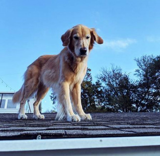 Huckleberry no telhado de casa, em Austin Foto: Reprodução/Instagram