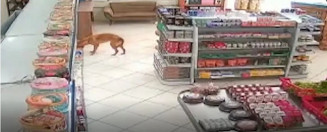 Câmeras de segurança flagram cachorro 'furtando' pão em mercado de Valinhos; vídeo